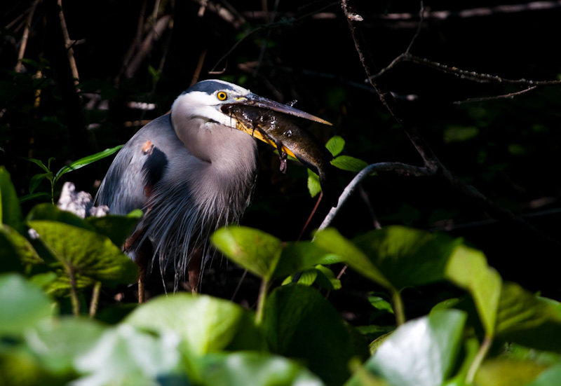 Great Blue Heron With Catfish